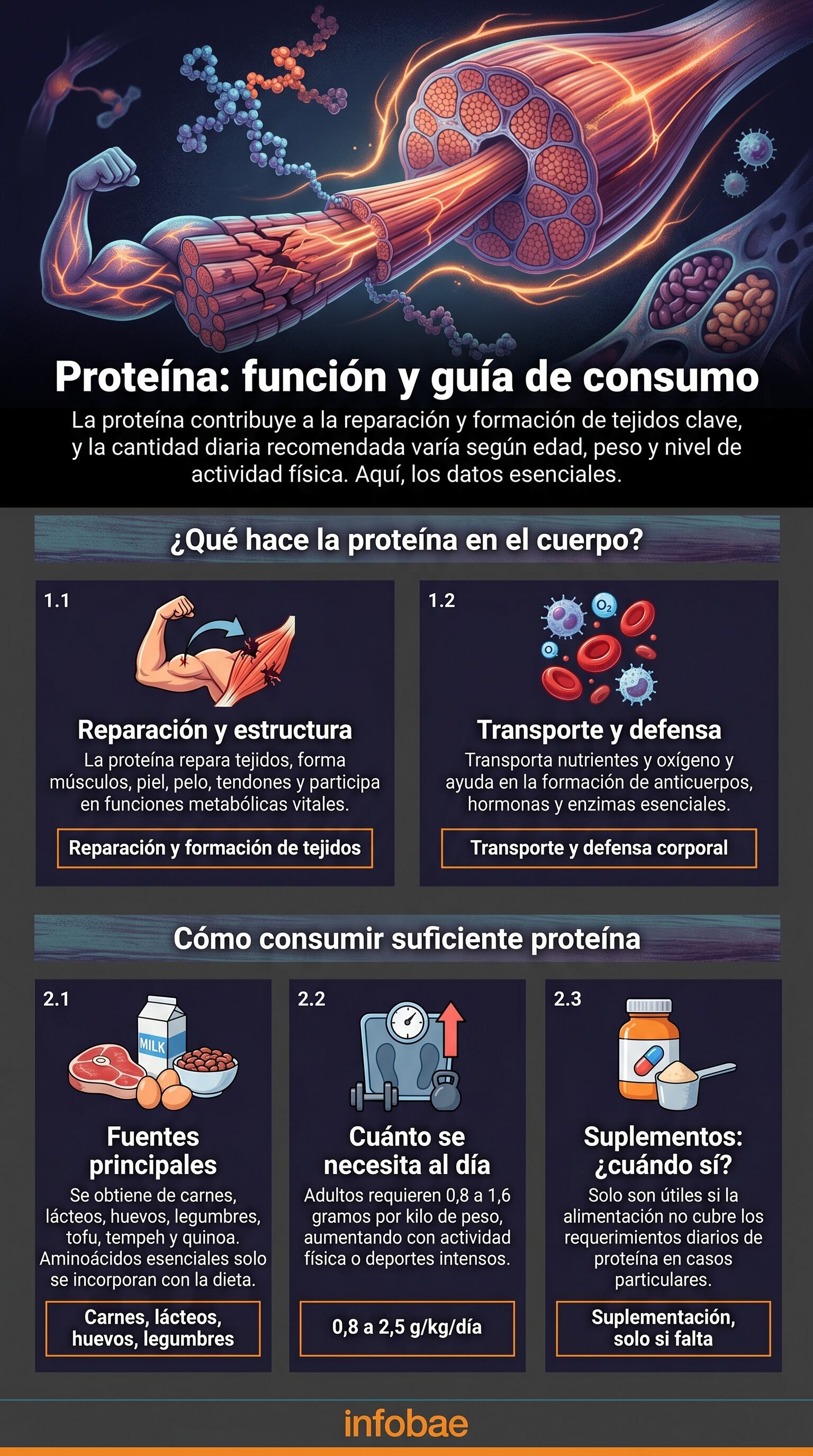 La proteína es esencial para la reparación de tejidos y funciones metabólicas, con una ingesta diaria que varía según peso y actividad física. (Imagen Ilustrativa Infobae)