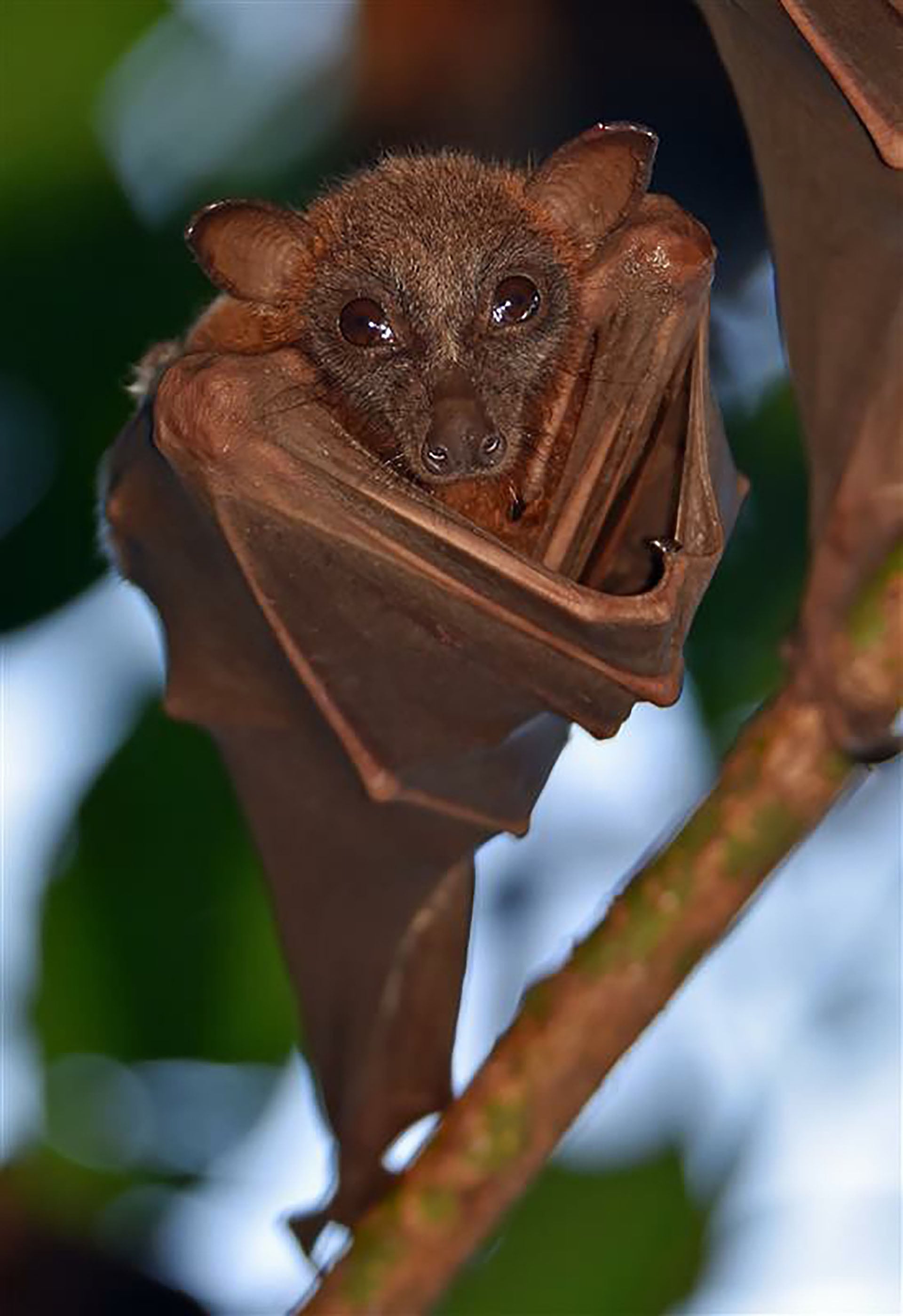 El riesgo de saltos de patógenos desde la vida silvestre aumenta cuando los humanos alteran y se acercan a sus ecosistemas (Universidad de Cambridge)