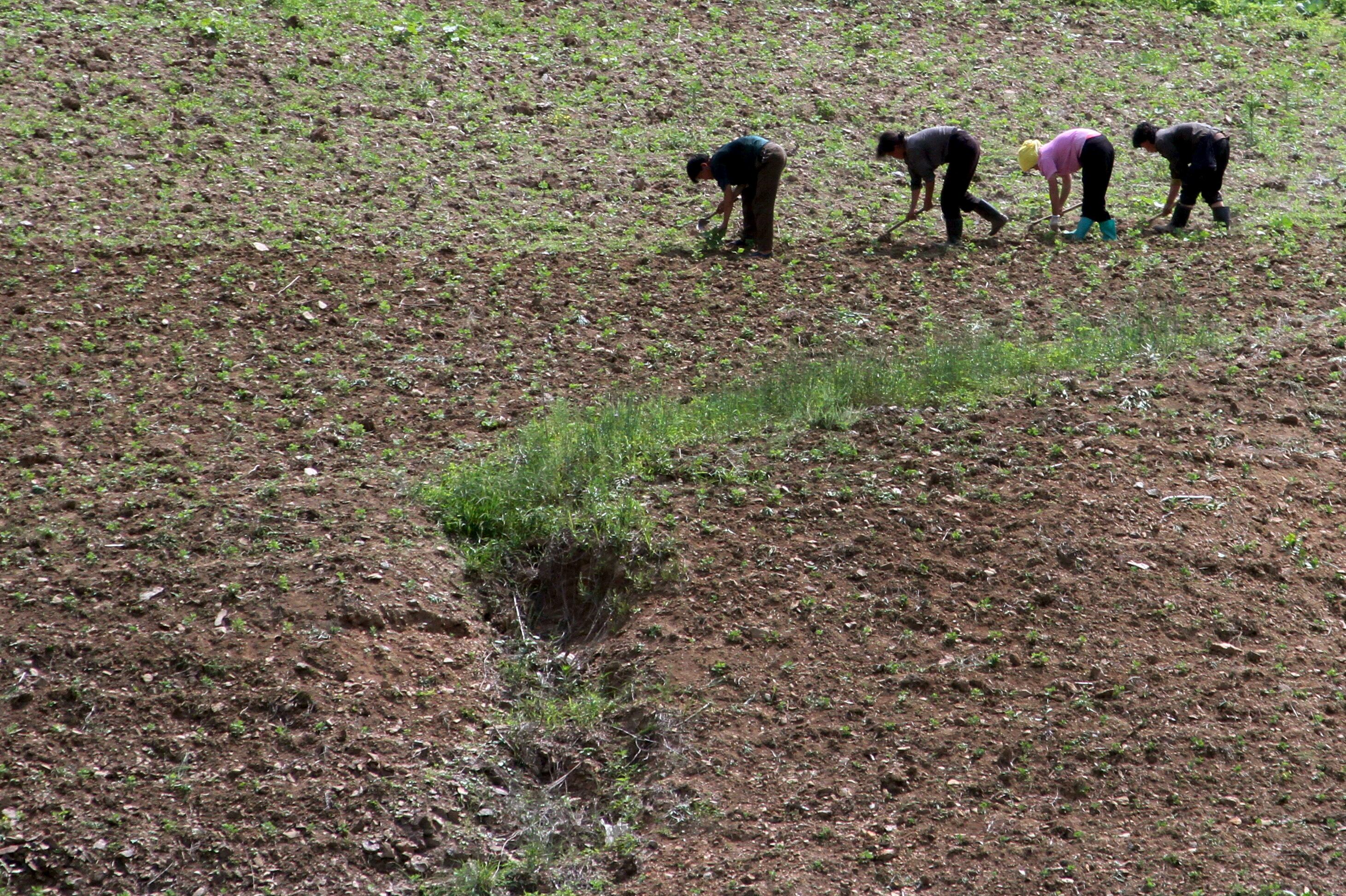 Granja norcoreana en el campo, a lo largo del río Yalu, en el condado de Sakchu, provincia de Pyongyang, Corea del Norte (REUTERS/Archivo)