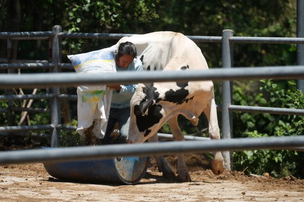 El Salvador: Universitarios establecen modelo de comercio justo en San Luis Talpa para fortalecer la seguridad alimentaria