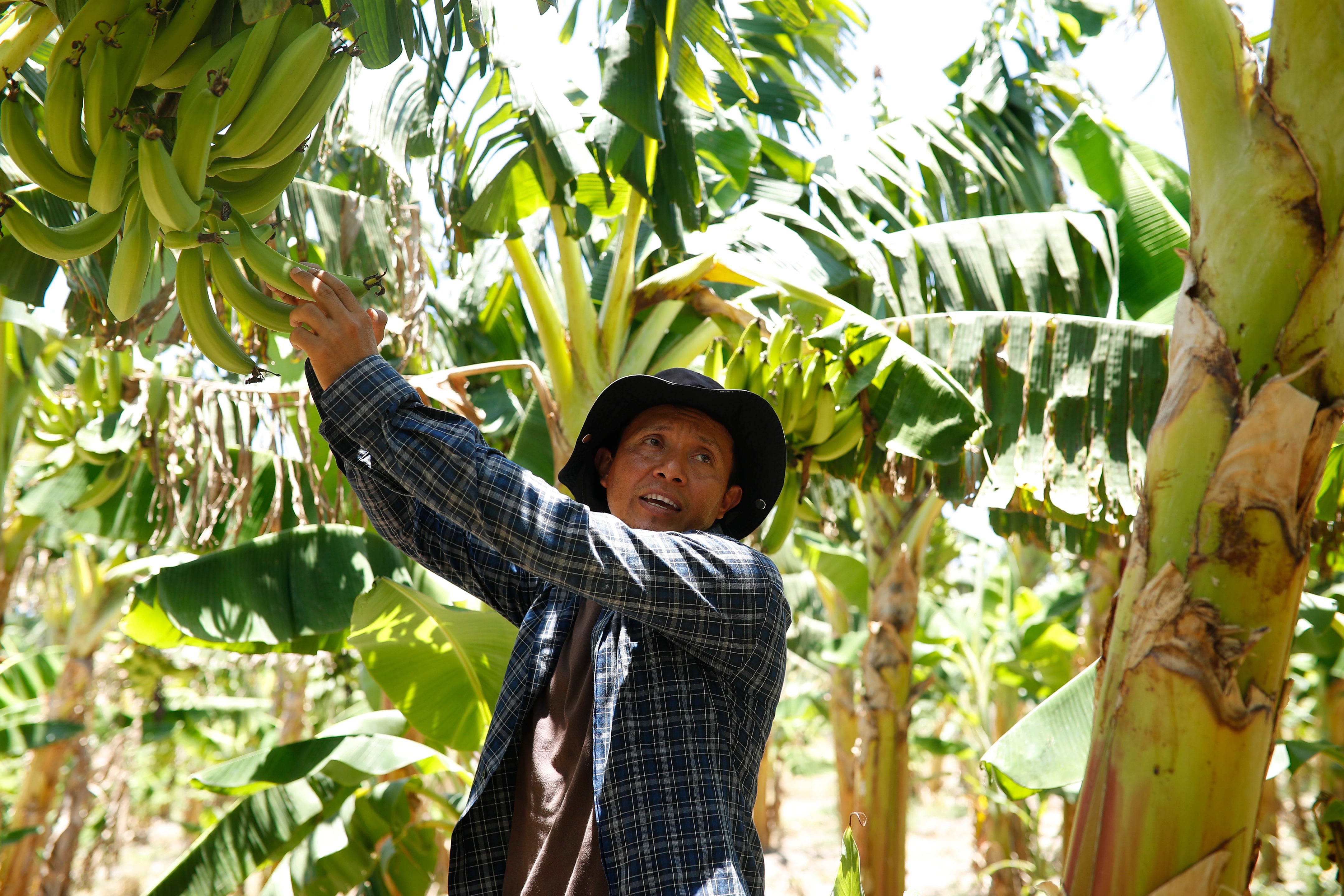 14 de abril de 2026. Ingeniero Marvin Molina trabajando en la estación experimental de ciencias agronómicas de la Universidad de El Salvador en San Luis Talpa (El Salvador). (EFE/ Rodrigo Sura)