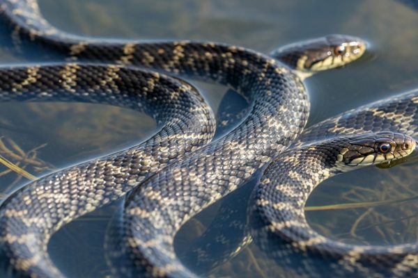 Estos cinco lugares reportan más serpientes en esta temporada y refuerzan advertencias para turistas en EEUU