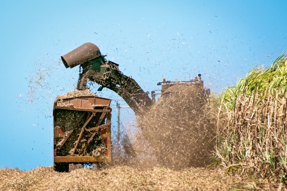 El gremio azucarero estima que la iniciativa podría generar cerca de 10,000 empleos directos y 20,000 indirectos. Archivo