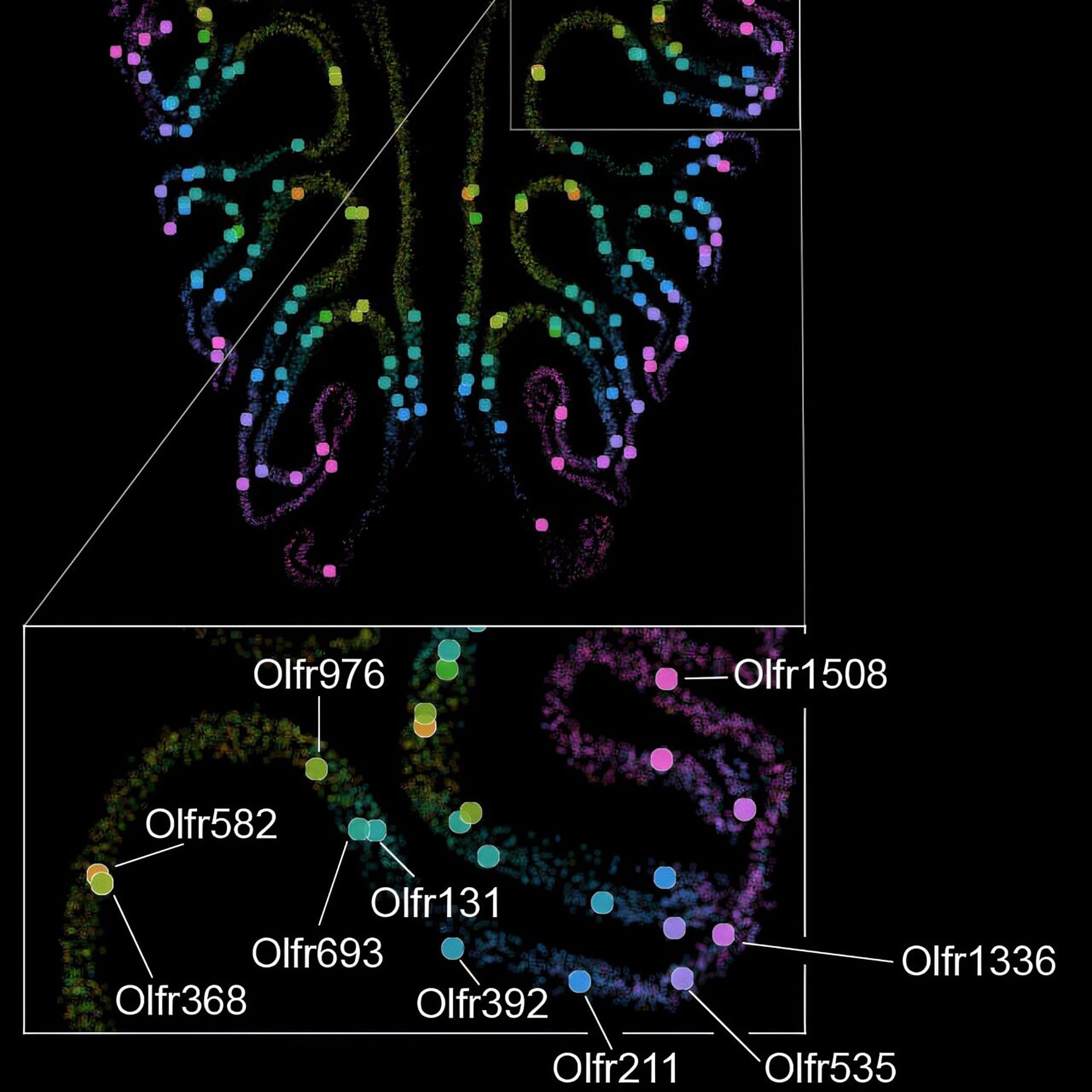 La identidad espacial de las neuronas precursoras, codificada por unos 250 genes, anticipa qué receptor olfativo expresará cada célula
(Laboratorio Datta)