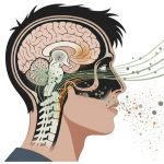 Investigadores de Harvard crearon un mapa del olfato: cómo la nariz organiza miles de receptores de olor