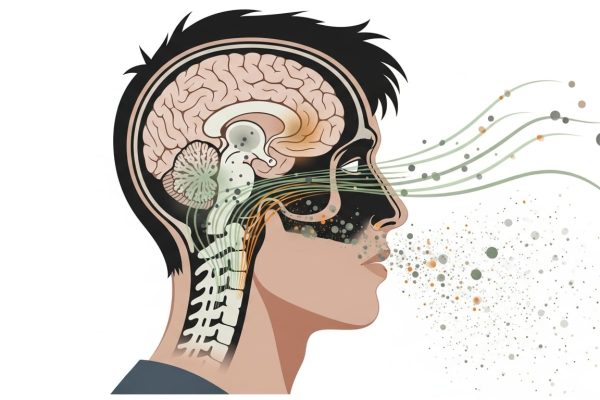 Investigadores de Harvard crearon un mapa del olfato: cómo la nariz organiza miles de receptores de olor