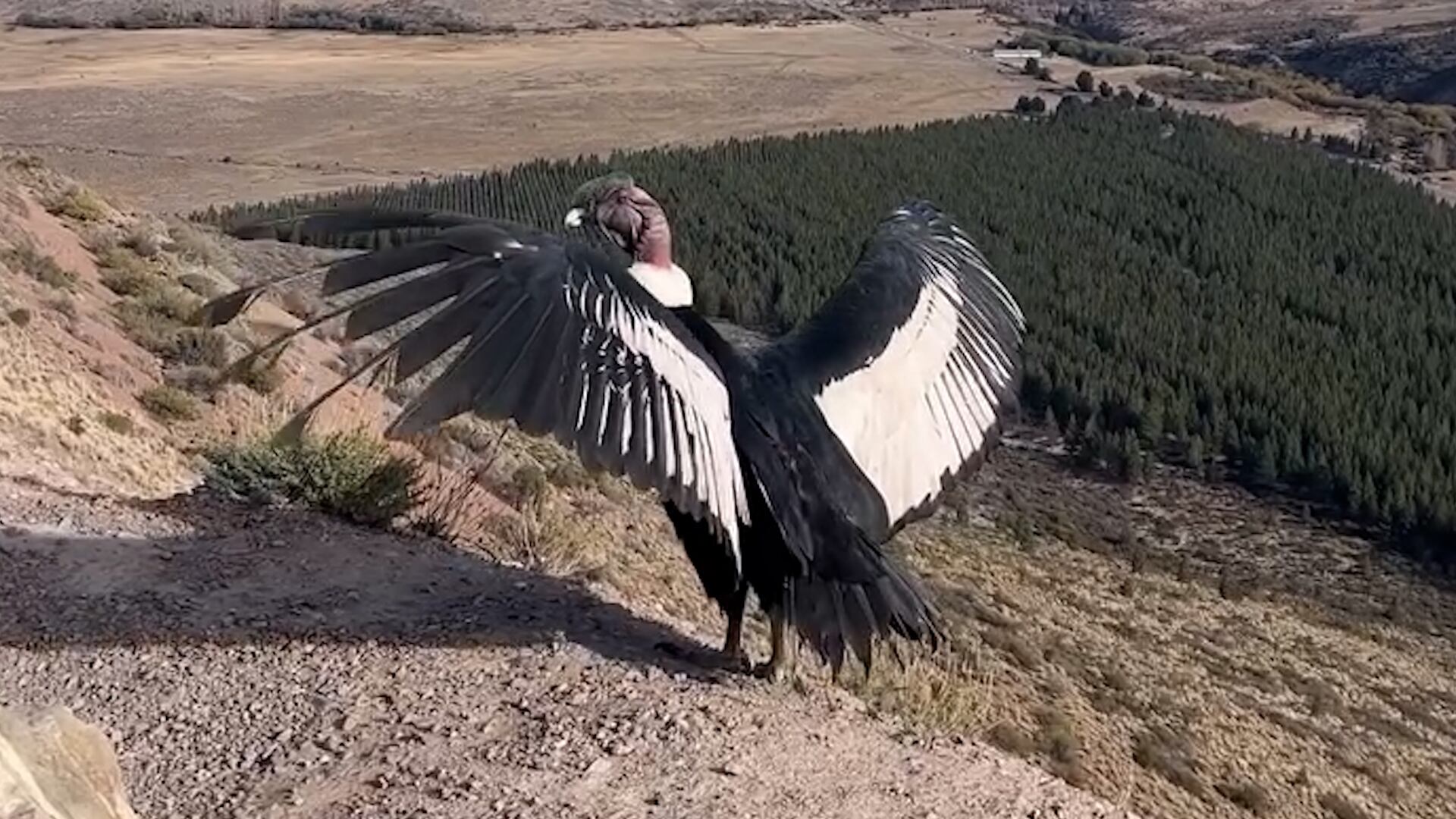 El nombre Kosten significa 'viento' en lengua tehuelche y simboliza el vínculo del cóndor andino con su hábitat natural