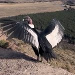 Liberaron en Esquel a un cóndor andino: volvió a su hábitat natural tras pasar varios meses en recuperación