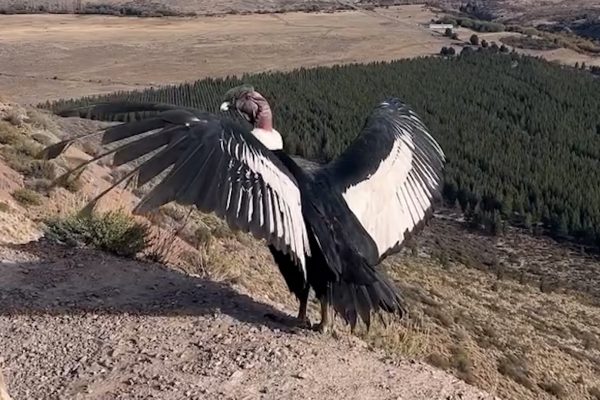Liberaron en Esquel a un cóndor andino: volvió a su hábitat natural tras pasar varios meses en recuperación