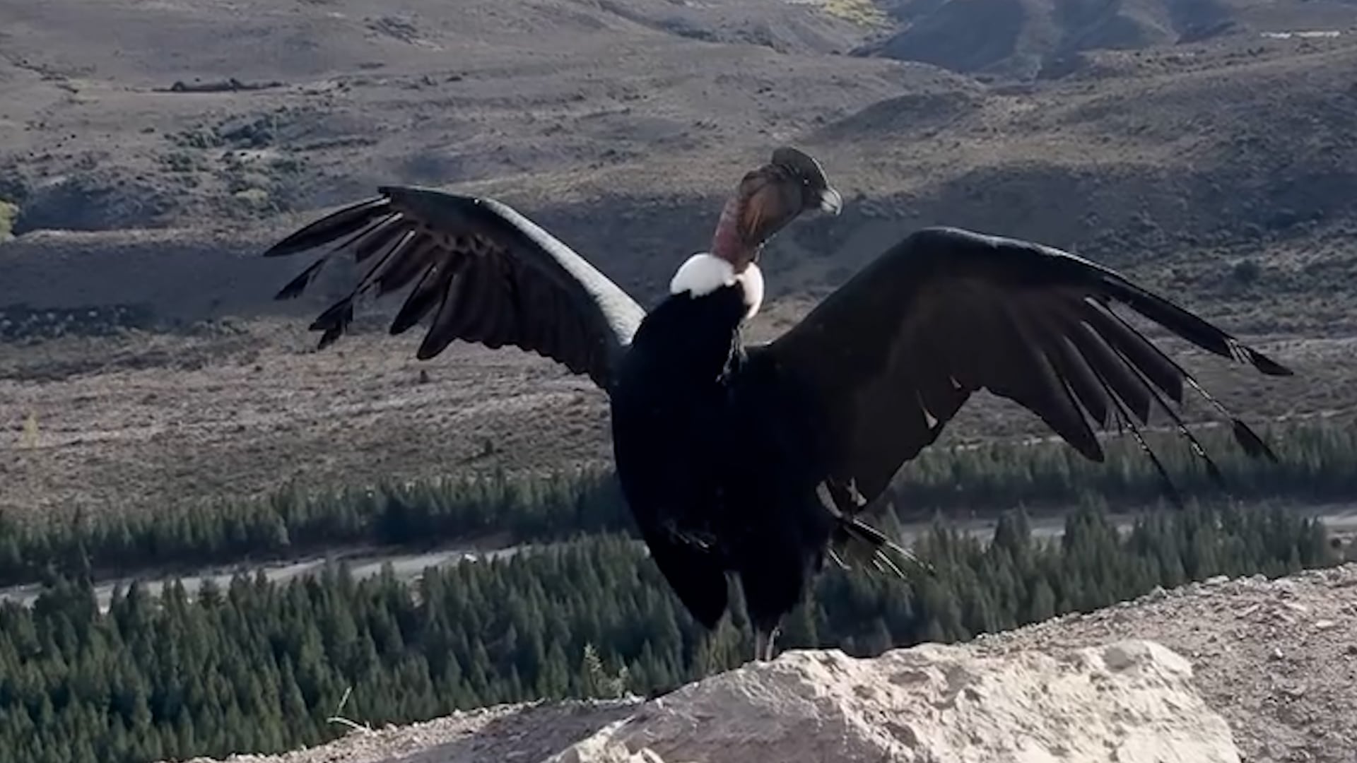 El cóndor Kosten observó su entorno y reconoció el territorio antes de desplegar sus alas y regresar a los cielos de la cordillera