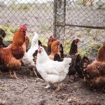 Los CDC advierten sobre la salmonela resistente a los antibióticos en aves de corral de patio trasero