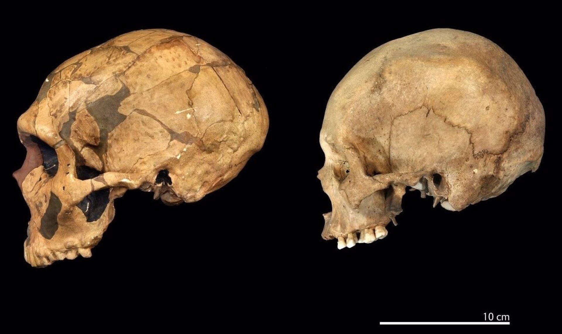 Investigadores de Estados Unidos y China descartan una desventaja cognitiva relevante en los Neandertales frente a los humanos modernos/Archivo TRUSTEES OF THE NATURAL HISTORY MUSEUM 