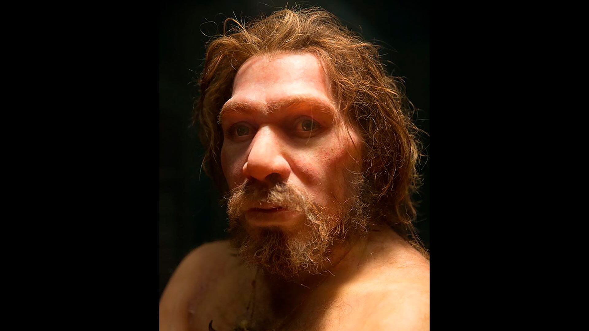 El estudio revela que las diferencias cerebrales entre Neandertales y Homo sapiens resultan tan pequeñas como las que existen entre poblaciones humanas actuales/Archivo Petr Kratochvi
