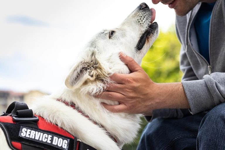 Los perros de servicio realizan tareas similares a las de los cuidadores humanos, según los investigadores