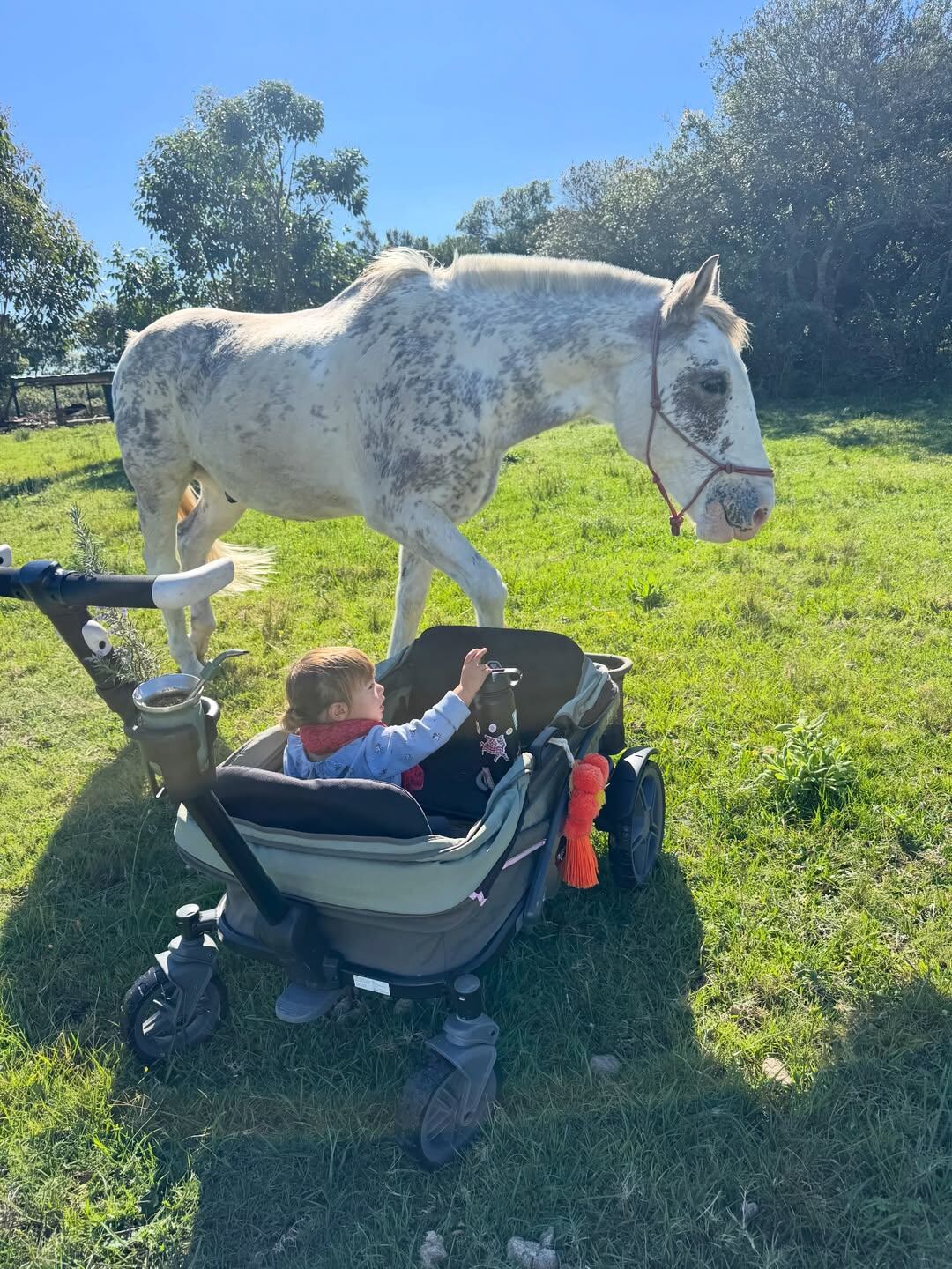 Bee, la hija de Calu Rivero, observa con curiosidad a la yegua desde su cochecito en un soleado campo de Uruguay (Instagram)