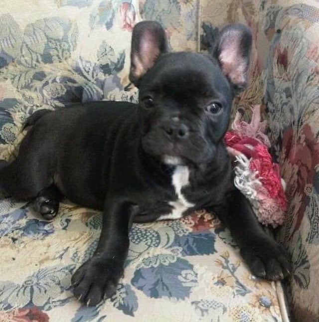 Moro, cuando era un cachorro, sentado cómodamente en un sofá con estampado floral, mirando directamente a la cámara