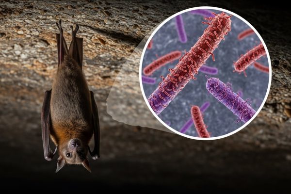 Por qué la interacción entre murciélagos y turistas en la Cueva de la Pitón en Uganda eleva el riesgo de brotes de un letal virus