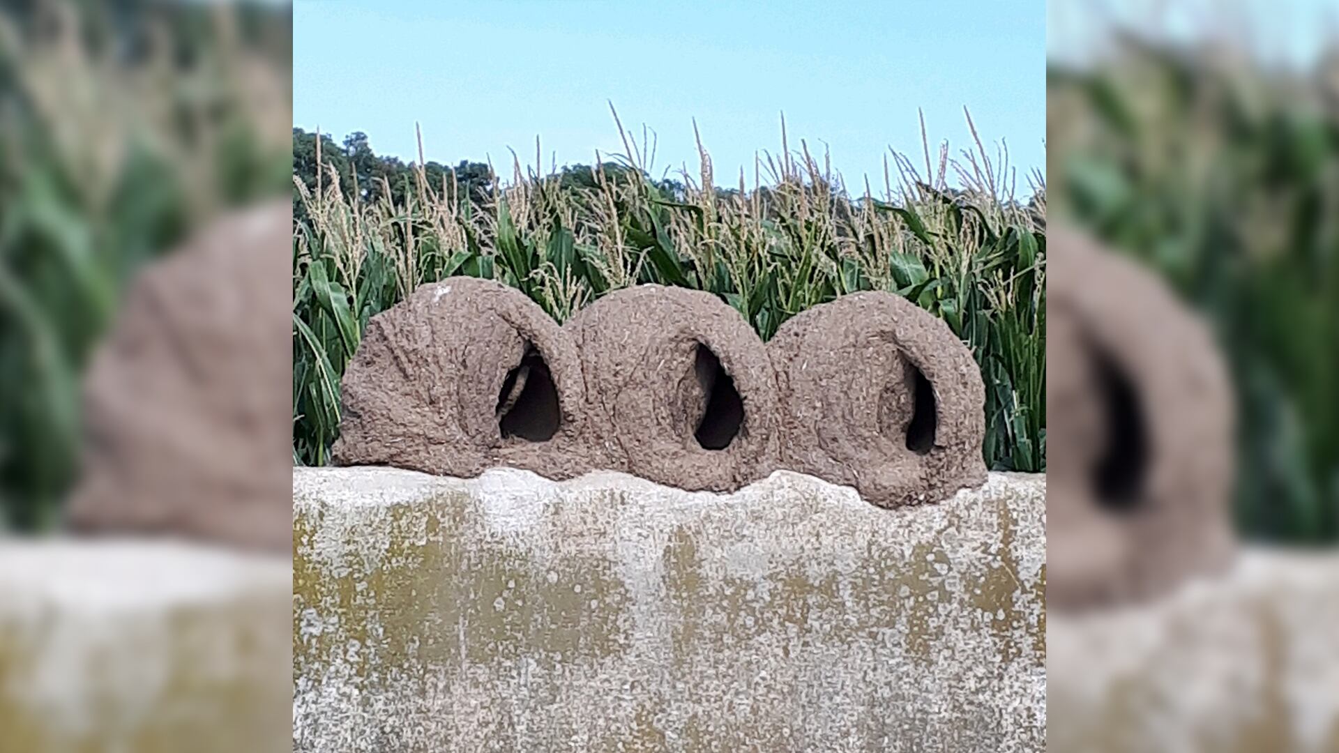 Instituciones como Aves Argentinas, Aves Uruguay y el Instituto Max Planck apoyan la investigación sobre los nidos de hornero y el uso de la app móvil para ciencia ciudadana (N. Adriani)