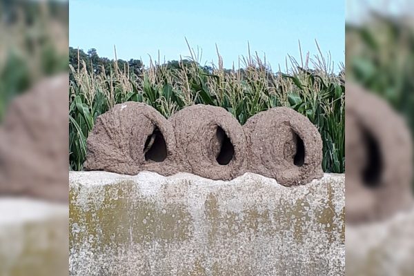 Por qué la puerta del nido de los horneros puede cambiar de lado