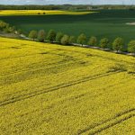 Salud y naturaleza: Alemania impulsa rutas y parques para caminar descalzo