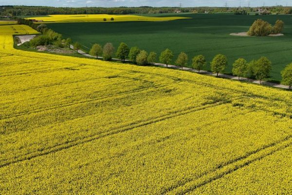 Salud y naturaleza: Alemania impulsa rutas y parques para caminar descalzo