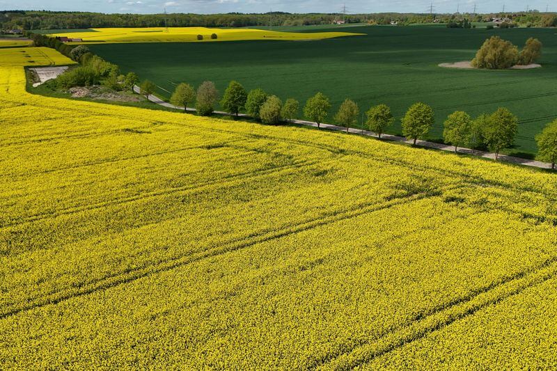 Salud y naturaleza: Alemania impulsa rutas y parques para caminar descalzo