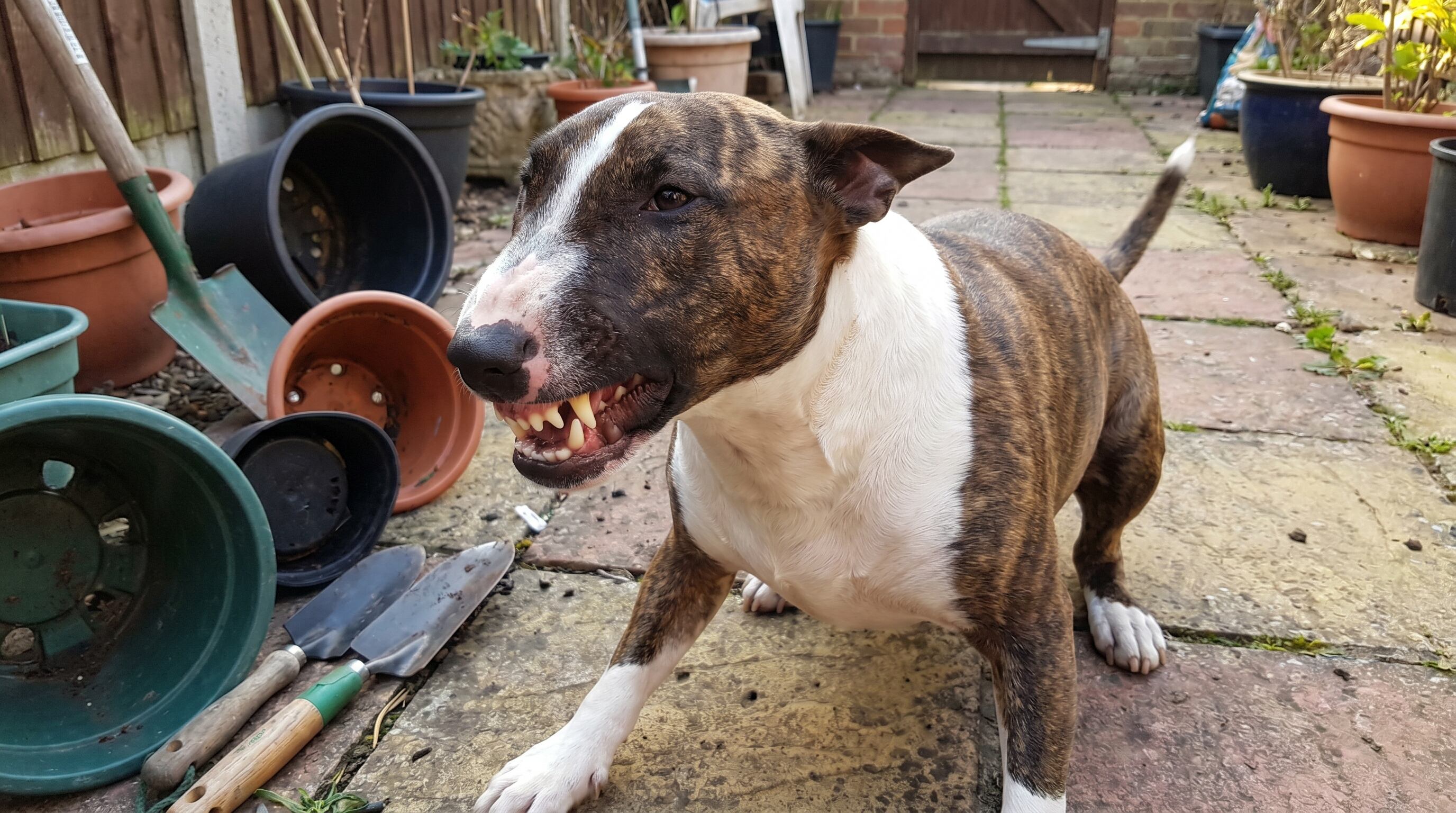 La autopsia confirmó que la mordedura del bull terrier le seccionó la arteria femoral y causó una muerte casi inmediata (Imagen Ilustrativa Infobae)