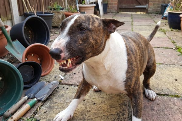 Salvaje ataque en Misiones: siete perros mordieron a un niño dentro de su casa y terminó con múltiples heridas