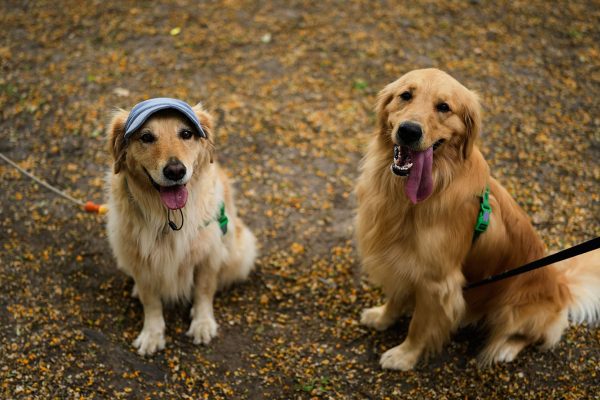 Un estudio científico encontró genes de perros golden retrievers asociados a emociones humanas