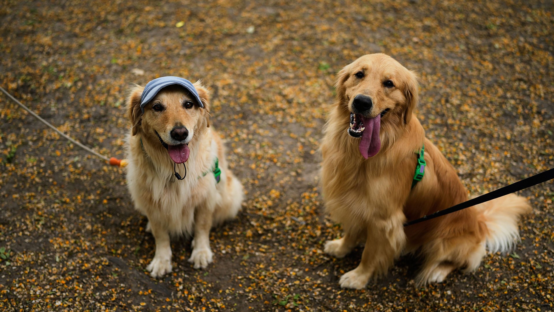 Un estudio científico encontró genes de perros golden retrievers asociados a emociones humanas