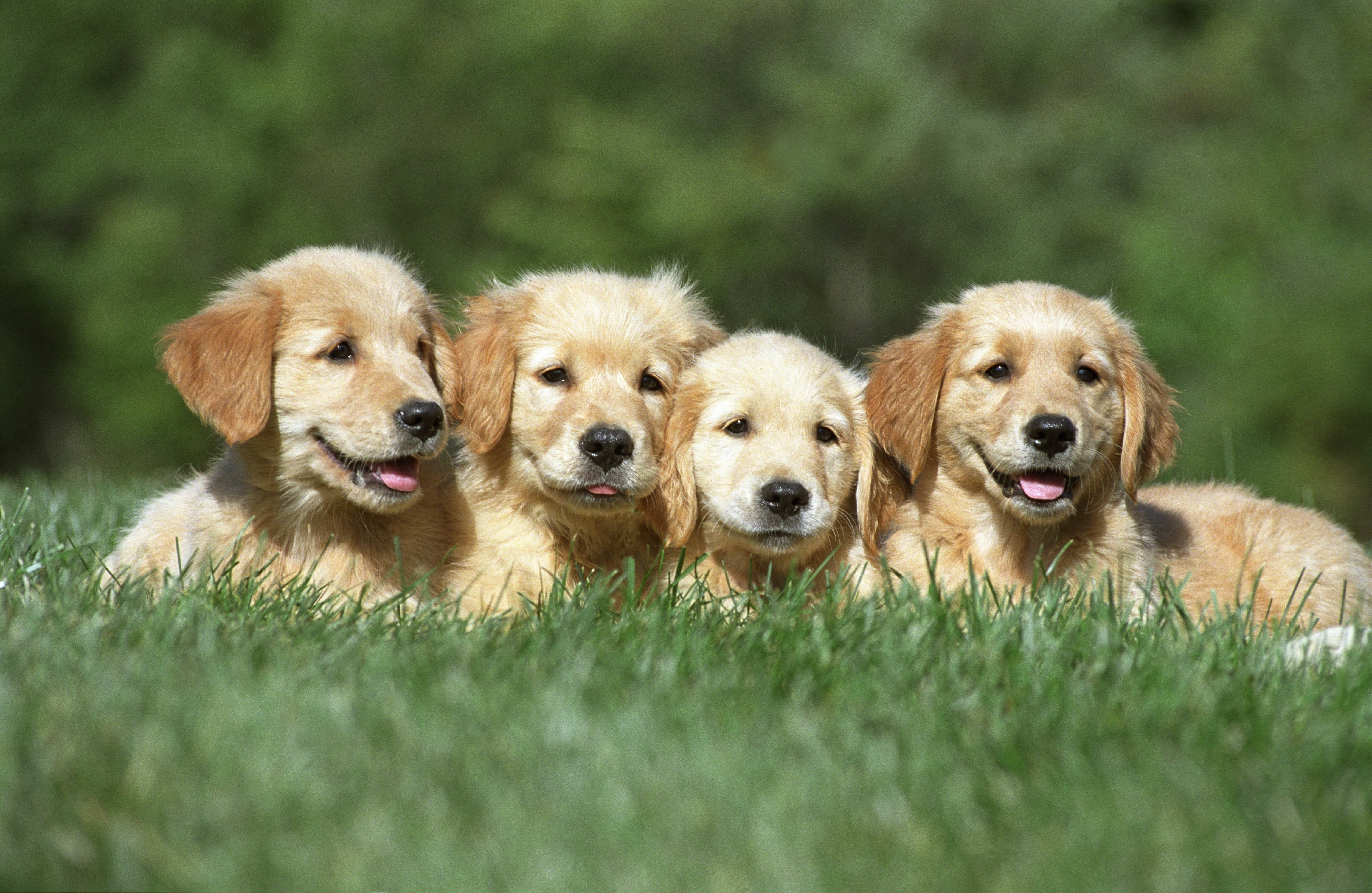 Descubrieron 12 regiones del genoma del golden retriever con asociaciones significativas a ocho rasgos conductuales, destacando genes como PTPN1 y ROMO1. (Crédito: Freepik)