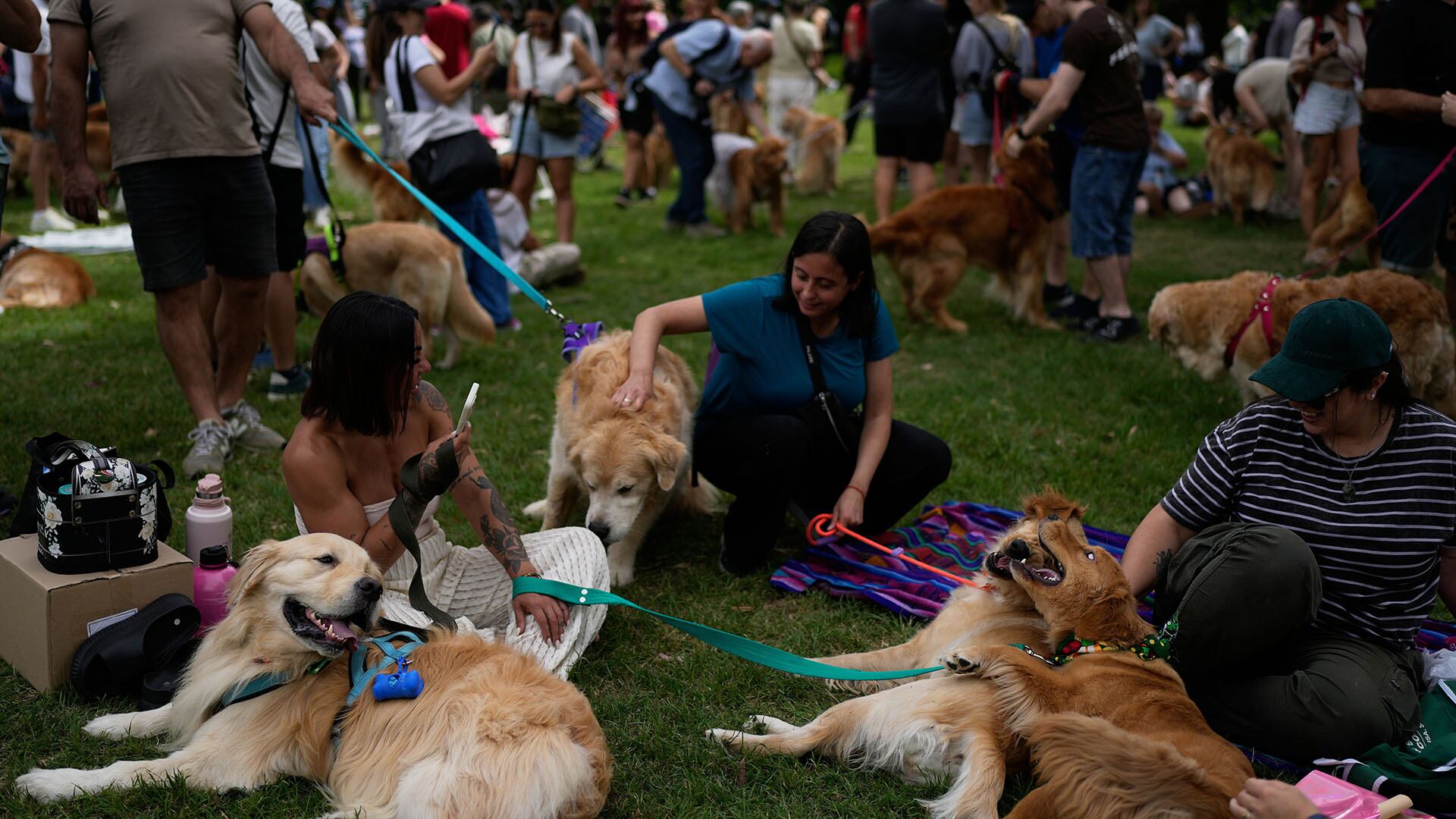 Los golden retrievers comparten con los humanos parte de los genes que determinan su comportamiento, según la investigación publicada en PNAS (AP Photo/Natacha Pisarenko)