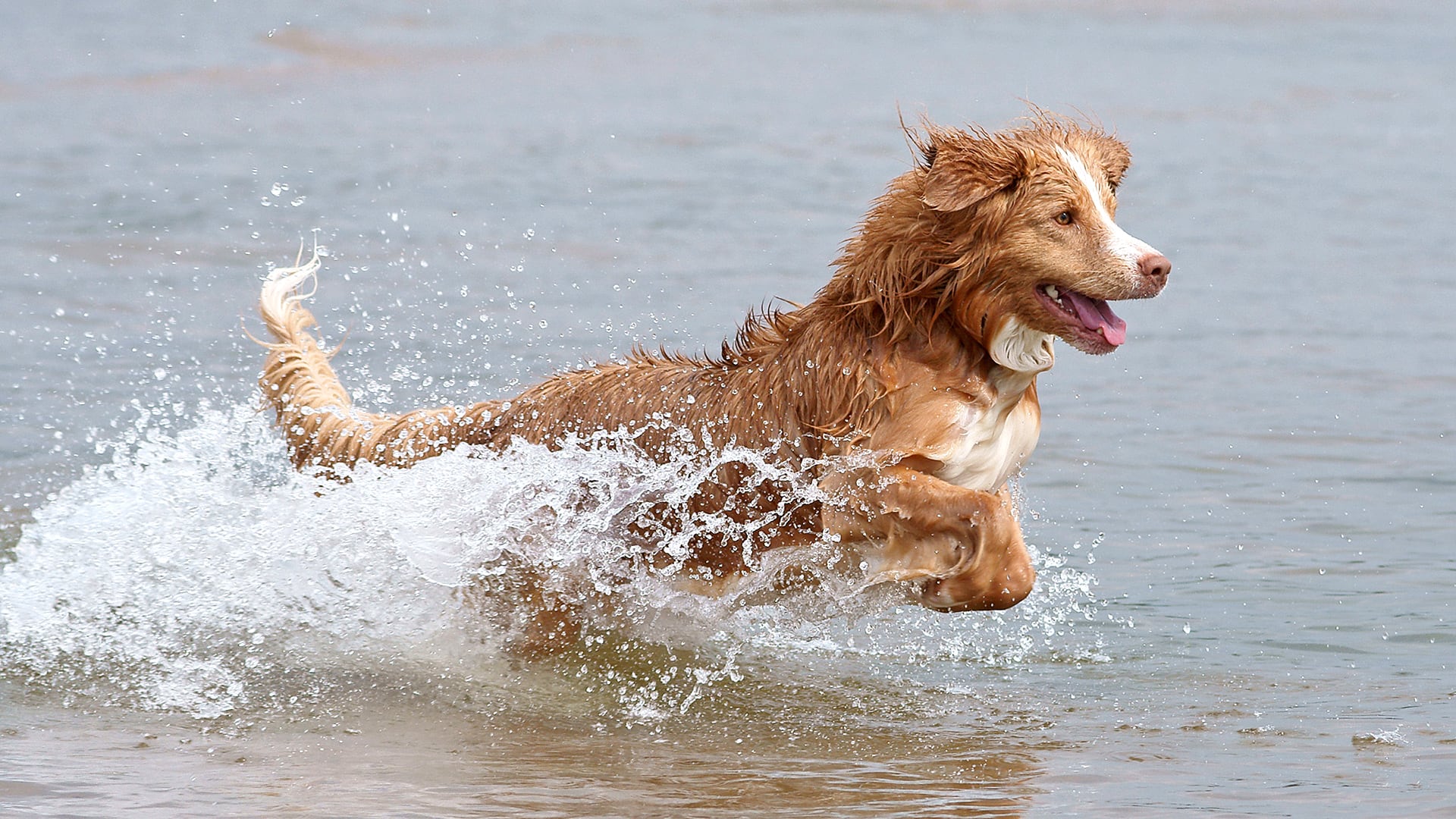 La variante del gen RESF1, exclusiva del Nova Scotia Duck Tolling Retriever, eleva la probabilidad de enfermedades autoinmunes tempranas. (Viljo Koirarannalla)