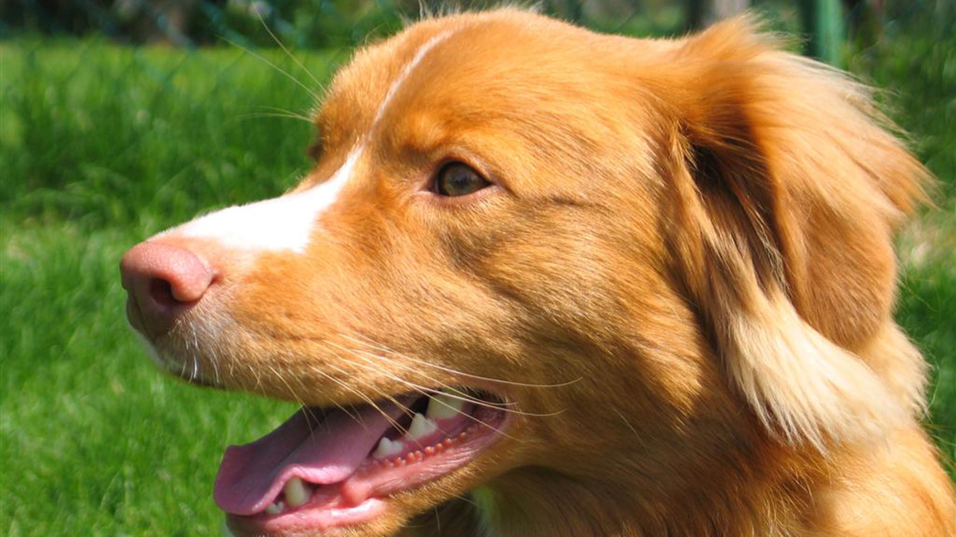 El Retriever de Nueva Escocia, o Toller, es un perro pequeño y ágil, ideal para actividades físicas y estudios genéticos. (Christopher Woo Wikipedia)
