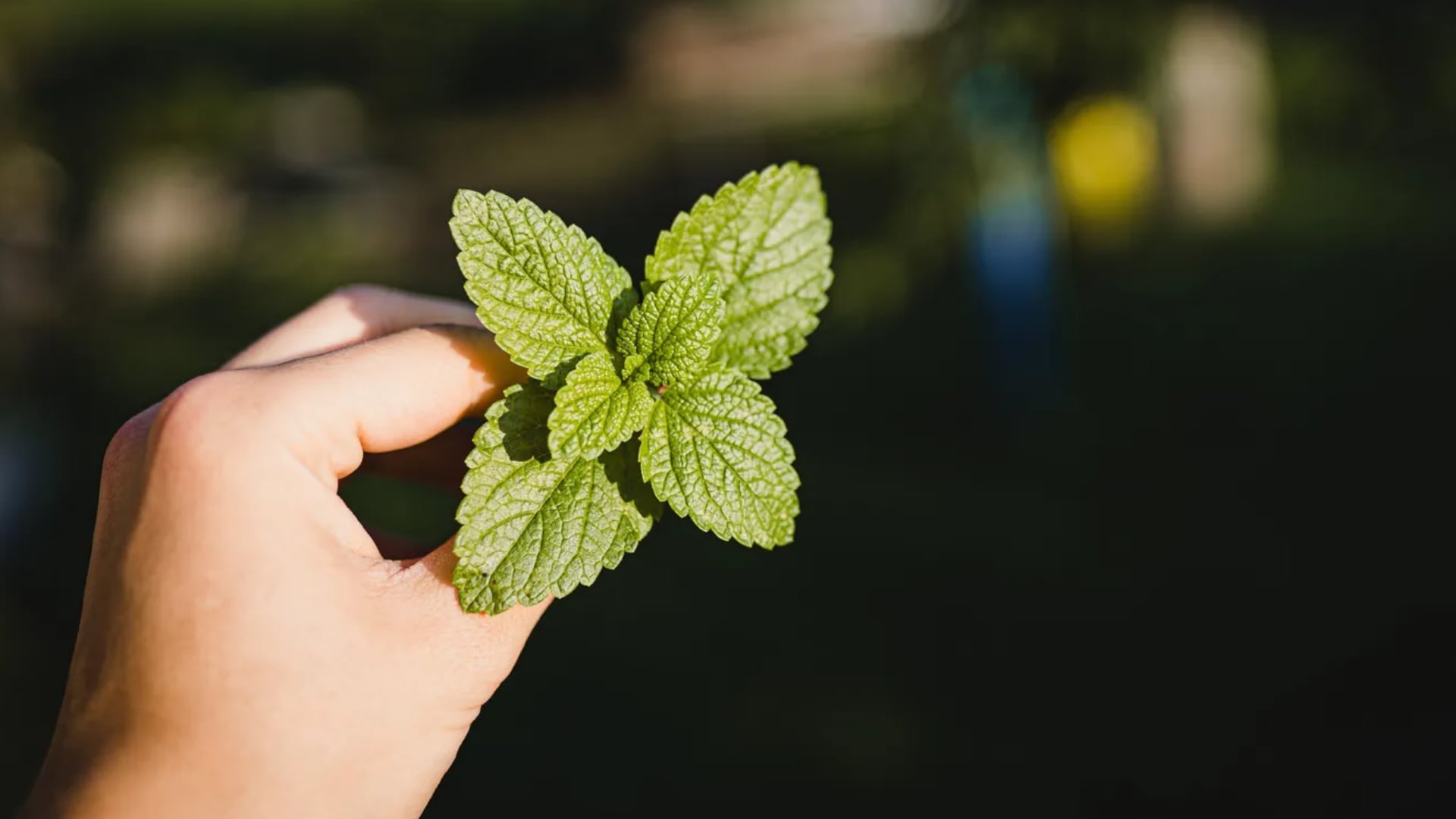 La menta destaca como una de las hierbas más populares en la cocina y la medicina tradicional a nivel mundial (Unspash)