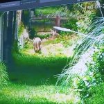 Alarma en Escobar: una cámara de seguridad grabó a un puma en las inmediaciones de un barrio privado