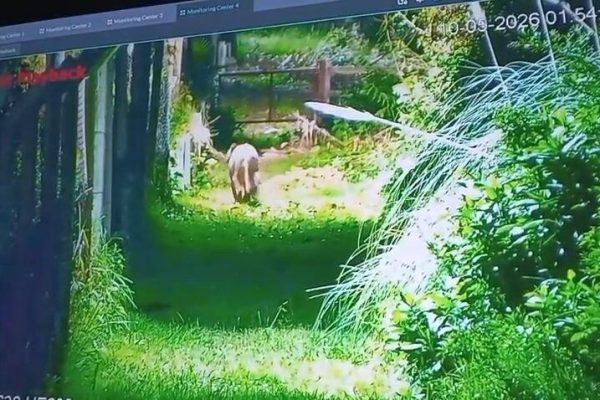 Alarma en Escobar: una cámara de seguridad grabó a un puma en las inmediaciones de un barrio privado