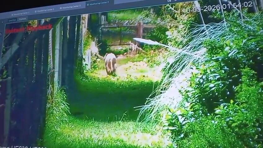 Alarma en Escobar: una cámara de seguridad grabó a un puma en las inmediaciones de un barrio privado