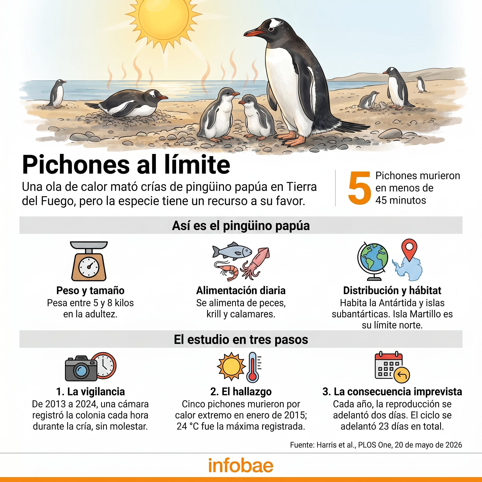 Una ola de calor mató crías de pingüino papúa en Tierra del Fuego, pero la especie tiene un recurso a su favor. (Imagen Ilustrativa Infobae)