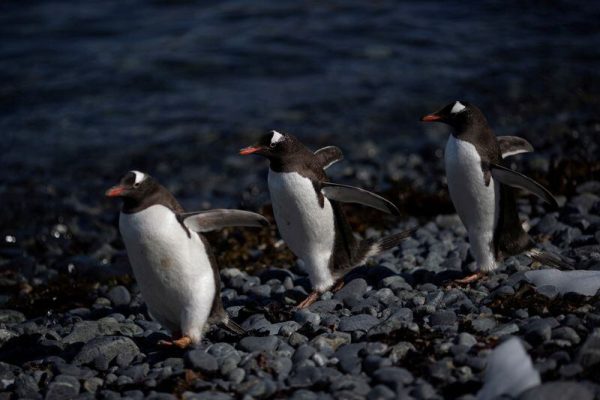 Alertan que los pingüinos papúa de Tierra del Fuego están en riesgo por el aumento de temperaturas