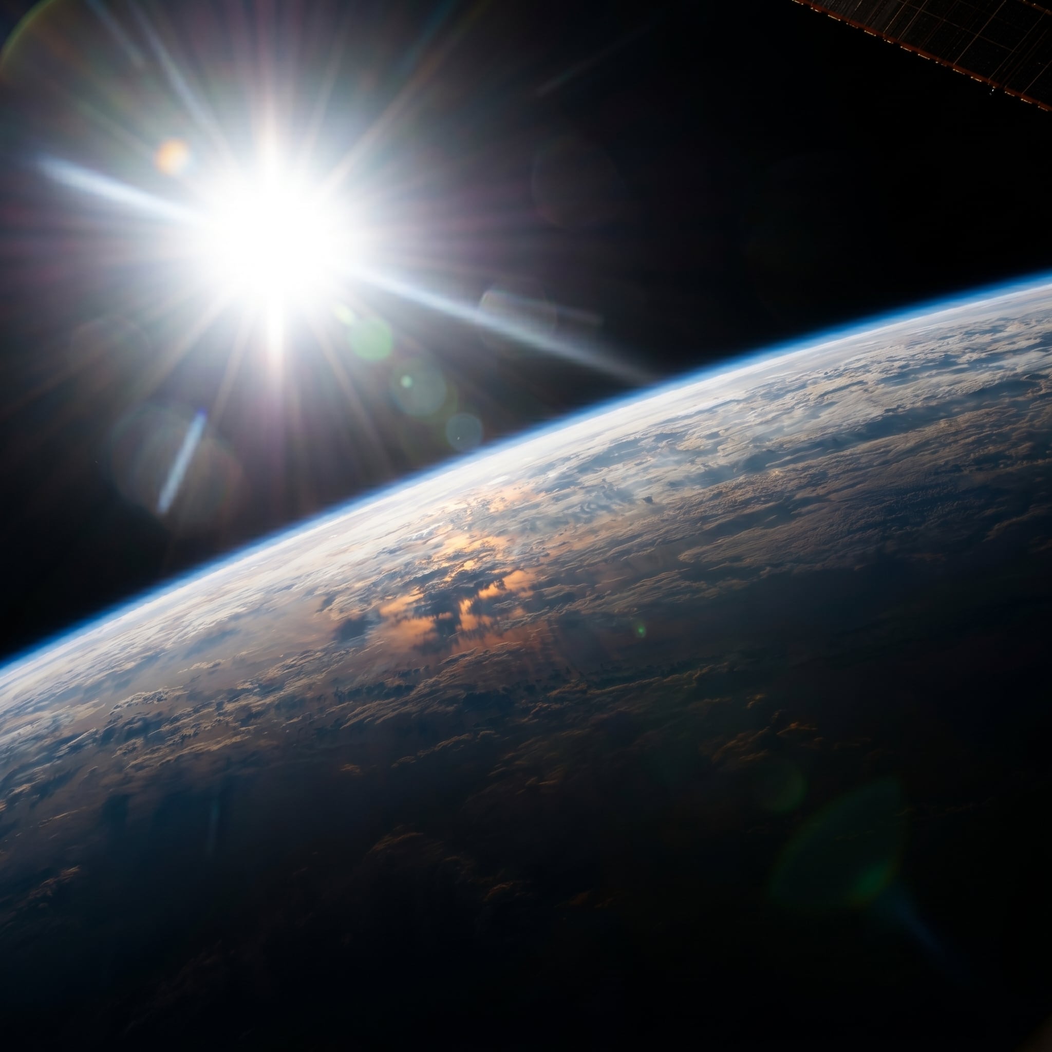 El adelanto fenológico del ciclo reproductivo de los pingüinos papúa en isla Martillo se traduce en mayor supervivencia de los pichones frente a las olas de calor (Imagen Ilustrativa Infobae)