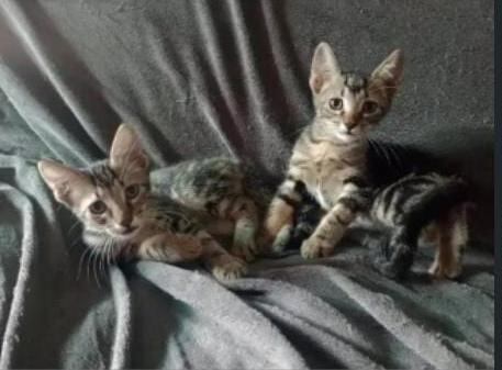 Dos gatitos de rayas marrones y grises aparecen en una imagen relacionada con el caso de crueldad animal en Recoleta, donde Adriel C.O. es el principal acusado.