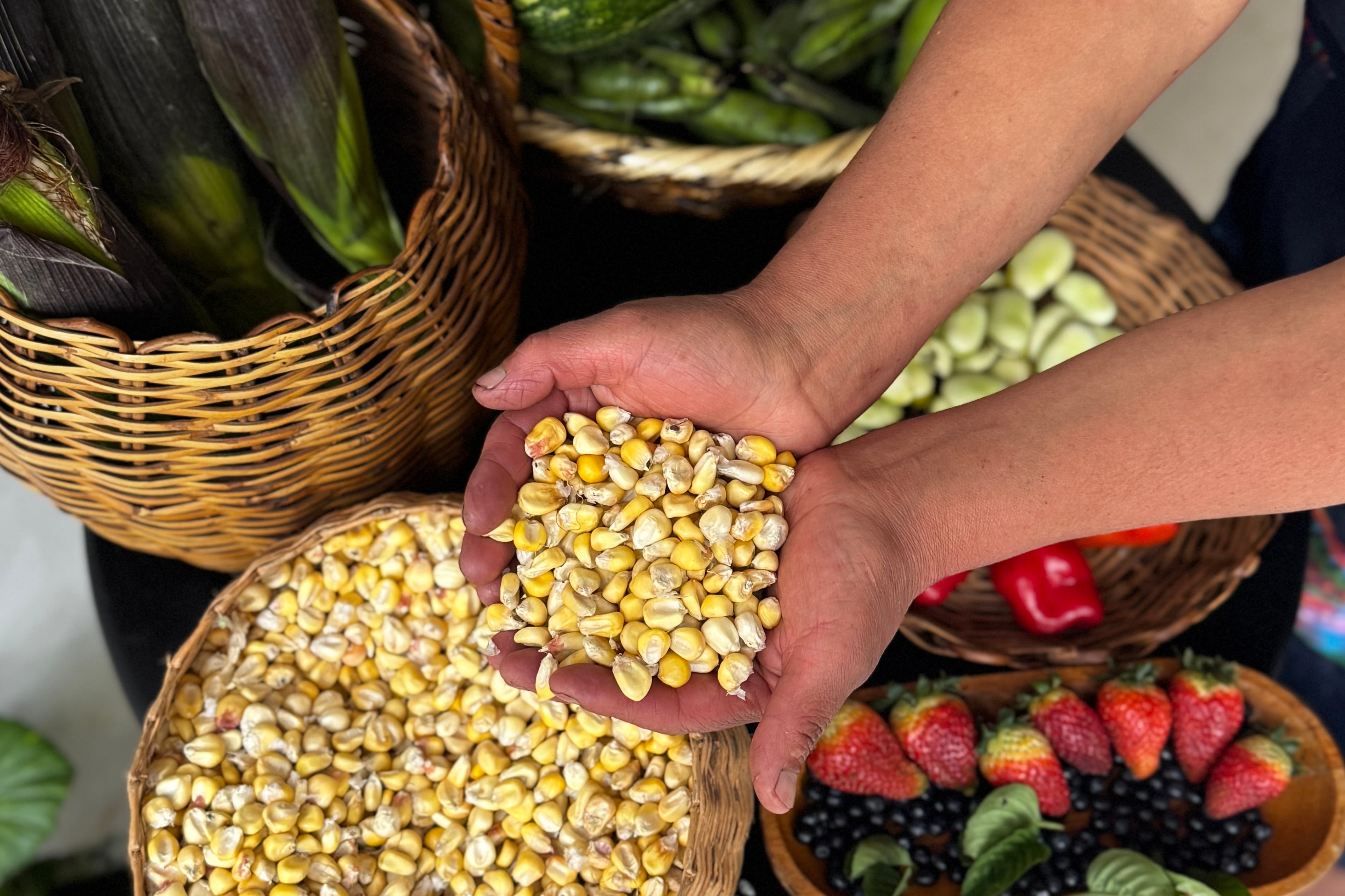 Imagen de archivo de una mujer campesina mostrando maíz y diversos alimentos cultivados en el banco de semillas comunitario Yar Pue Cumbe de la Institución Técnica Agropecuaria Cumbe, en Cumbal, Nariño (Colombia). EFE/ Mario Baos 