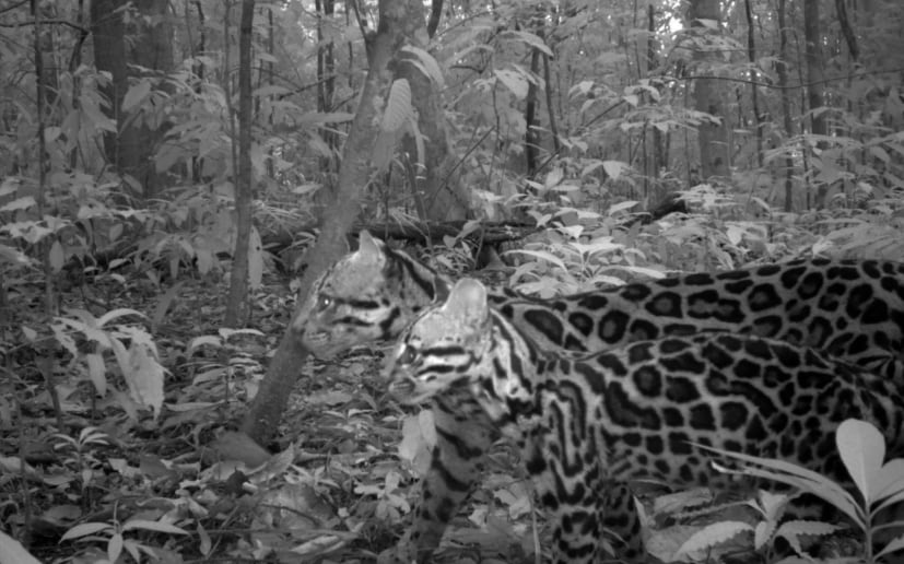 Ocelotes fotografiados por primera vez con una trampa fotográfica en 2017. Foto/Claudio Monteza. STRI