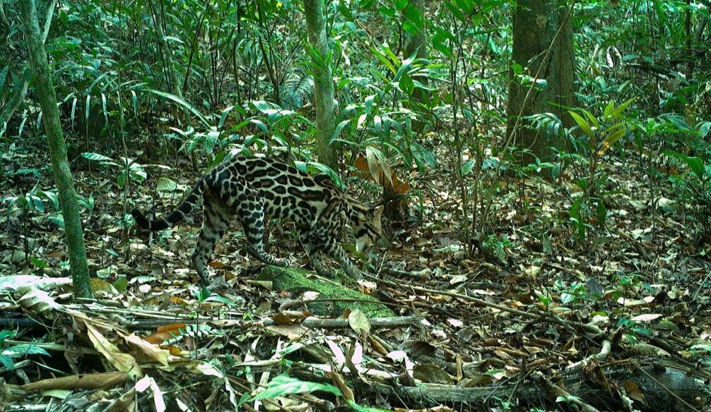 Los ocelotes son depredadores importantes en los ecosistemas neotropicales, pero muy esquivos y difíciles de estudiar. Foto/Claudio Monteza STRI.