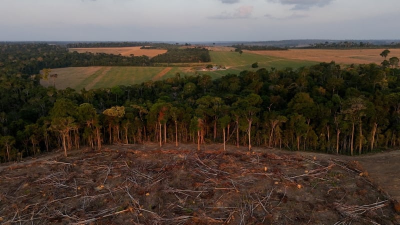 Solo el 31% de la vegetación original de la Mata Atlántica permanece, con áreas antiguas afectadas fundamentales para la biodiversidad y el carbono (REUTERS/Amanda Perobelli/Foto de archivo)