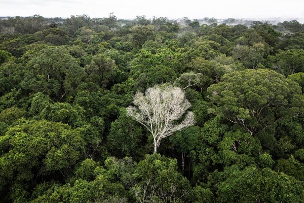 Brasil registró el menor número de deforestación de la selva atlántica en 40 años