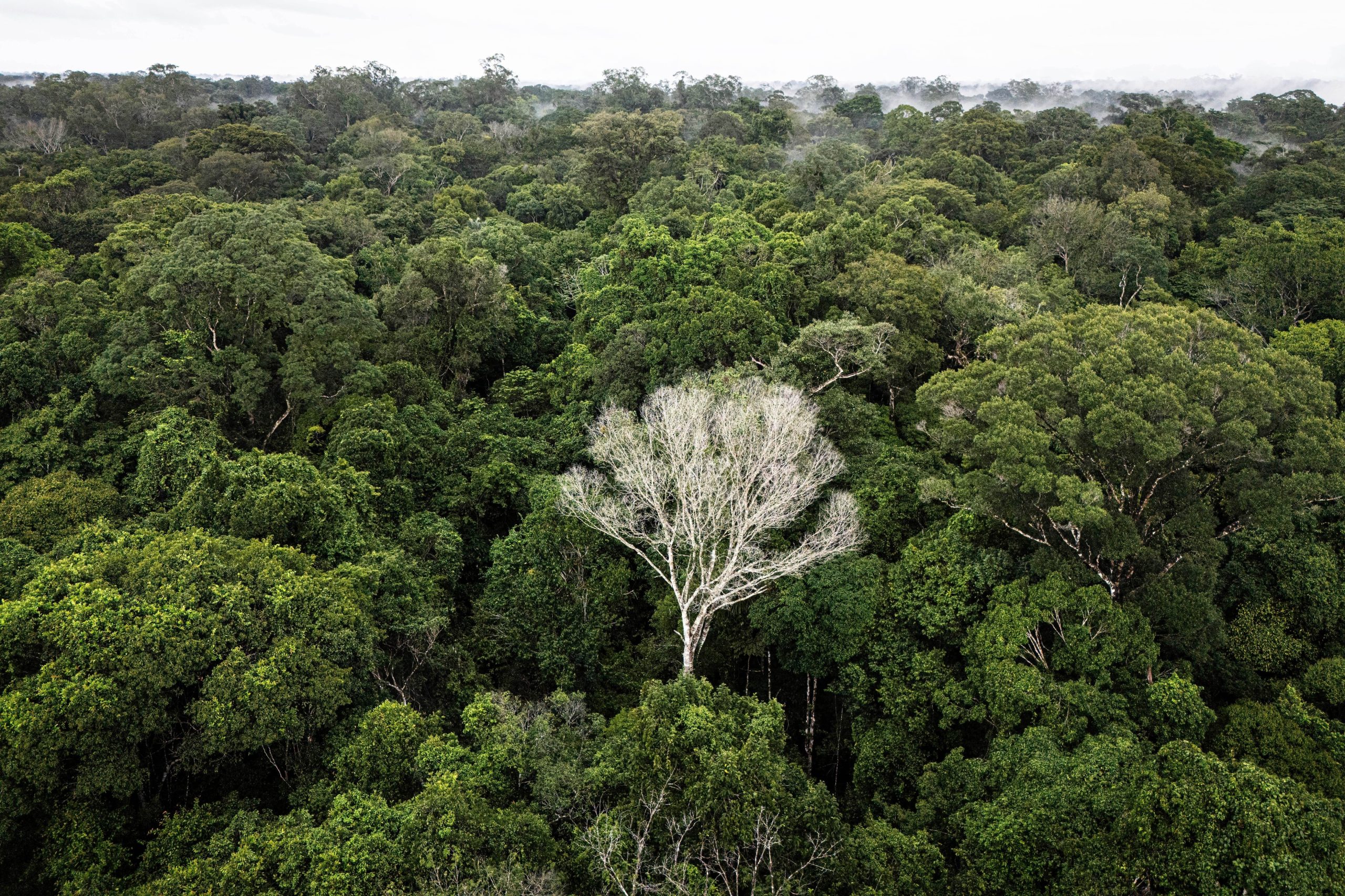 Brasil registró el menor número de deforestación de la selva atlántica en 40 años