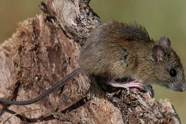 Brote de hantavirus en un crucero: cómo pudo ocurrir el contagio