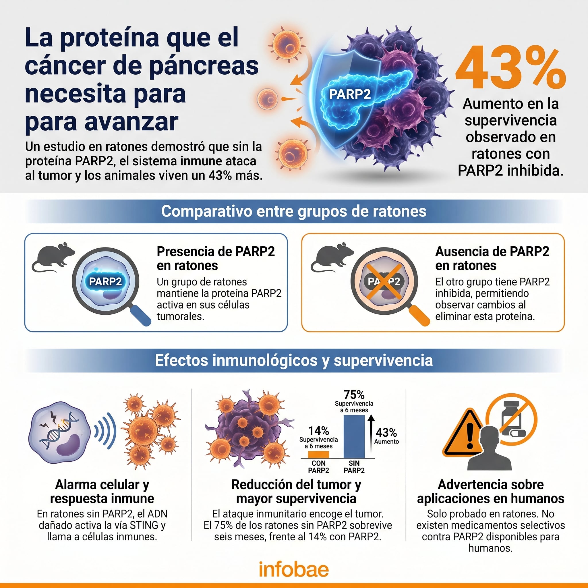 Un estudio en ratones demostró que la inhibición de la proteína PARP2 permite al sistema inmune atacar el tumor de páncreas, aumentando la supervivencia en un 43%. (Imagen Ilustrativa Infobae)